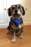 Promotional Dog Bandana