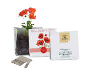 Essentials Letterbox Gardens