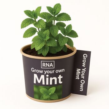 Desktop Herb Garden - Mint