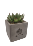 Concrete Succulent