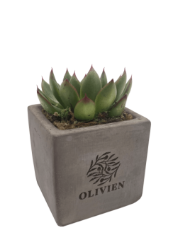 Concrete Succulent