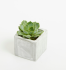 Promotional Small Concrete Potted Plant