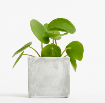 Promotional Small Concrete Potted Plant